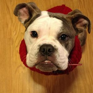 Meet your Posher, Peter